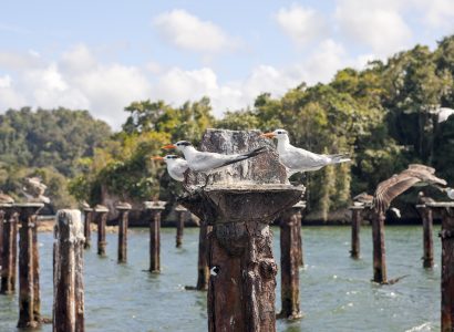 Terner og Pelicanos hviler på levn fra den gamle dok, Sterna sp., Pelecanus occidentalis, Los Haitises National Park, Den Dominikanske Republik (Foto af Reinhard Dirscherl/ullstein bild via Getty Images)