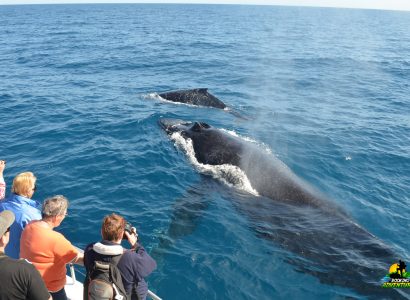 Avistamiento-de-ballenas7.jpg