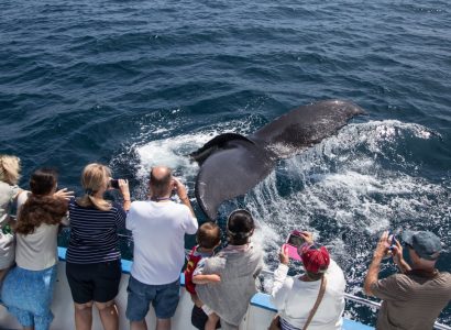 Whales-watching50.jpg