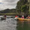 Los Haitises Ausflug Kajak Tour in Kajaks los haitises cano hondo 6 skaliert