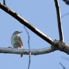 Antillean Piculet woodpecker