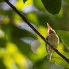 Broad Billed Tody 4 fotor 20230919105343 scaled