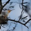 Hispaniolan Lizard Cuckoo 1 scaled