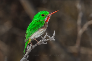 Alberto-Rojas-BROAD-BILLED-TODY-Todus-subulatus-Barrancoli