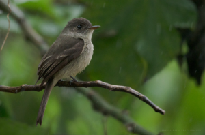 Hispaniolan-Pewee-Contopus-hispaniolensis-Maroita