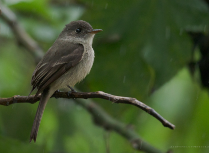 Hispaniola-Tyrann-Contopus-hispaniolensis-Maroita