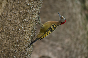 Hispaniolan-woodpecker-Melanerpes-striatus-Carpintero-hembra