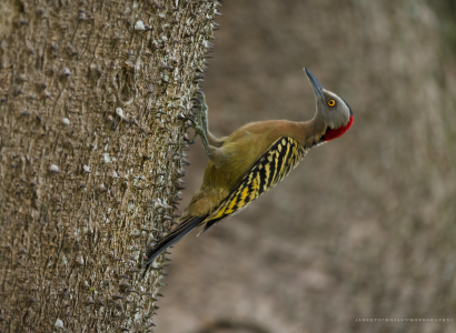 Datel hispánský-Melanerpes-striatus-Carpintero-hembra