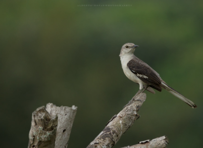 Tordo bottaccio-Mimus-polyglottos-Sinsonte-Ruisenor