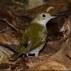 OVENBIRD Seiurus aurocapilla Ciguita Saltarina