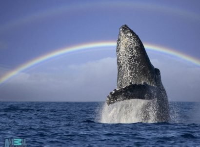 مشاهدة الحيتان20-1.jpg