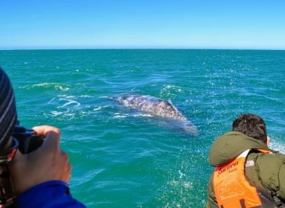 Pozorování velryb17-1.jpg